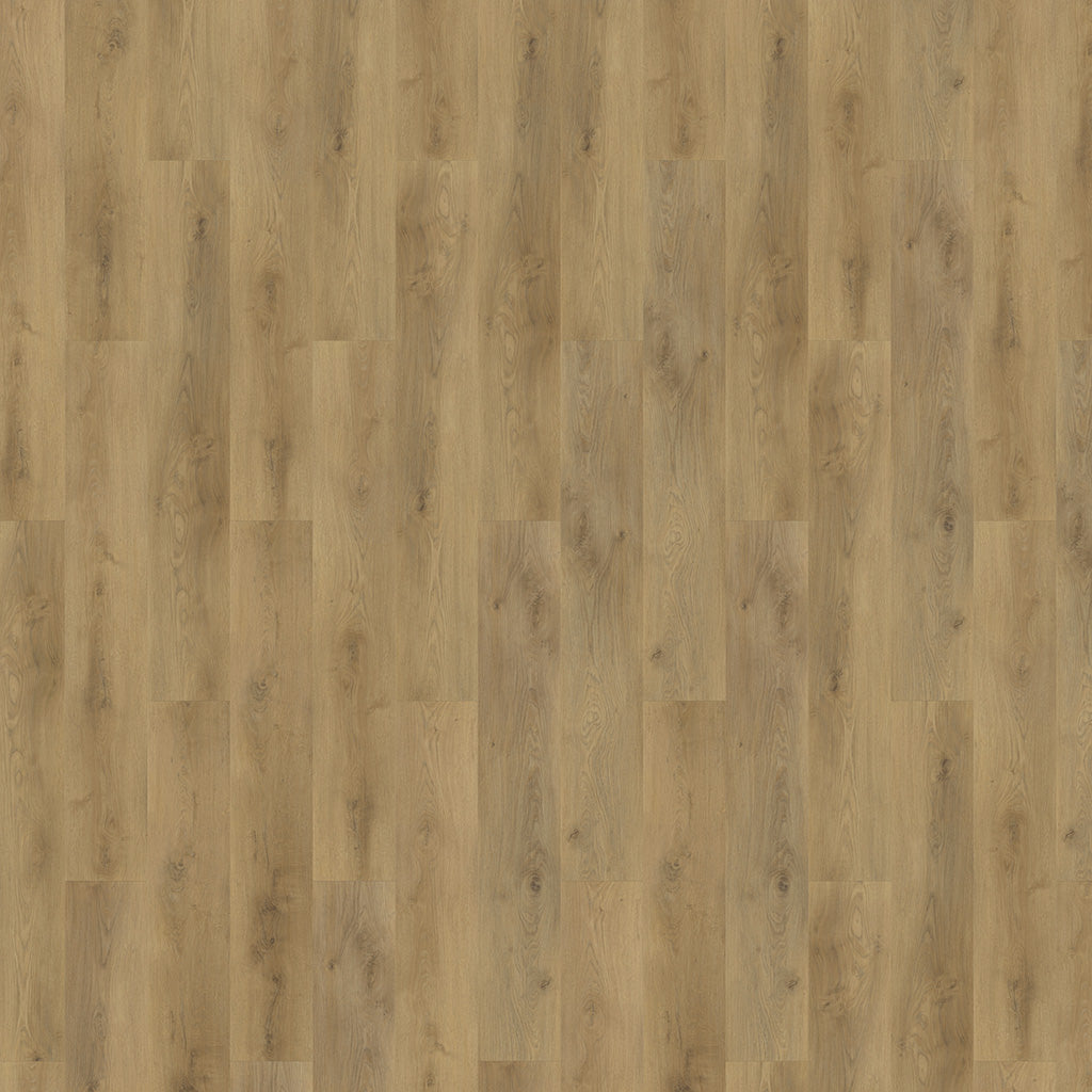 Mflor - Colton - 62335 - Ralph - Dryback